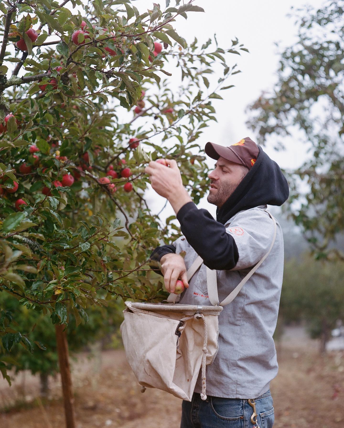 Bardos Cider